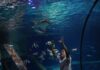 Attività educative a Gardaland SEA LIFE Aquarium per la settimana dedicata agli squali