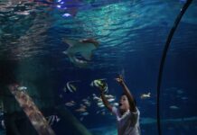 Attività educative a Gardaland SEA LIFE Aquarium per la settimana dedicata agli squali