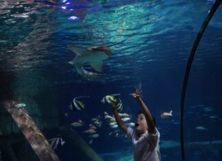 A Gardaland SEA LIFE Aquarium una settimana dedicata al Mediterraneo e agli squali Attività educative a Gardaland SEA LIFE Aquarium per la settimana dedicata agli squali