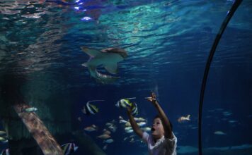 Attività educative a Gardaland SEA LIFE Aquarium per la settimana dedicata agli squali