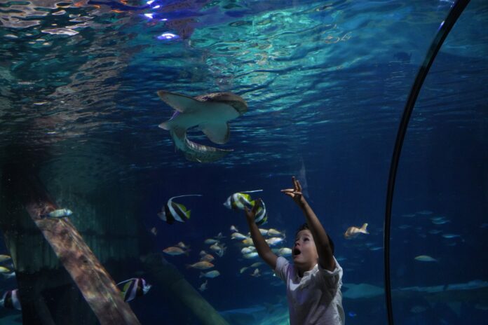 Attività educative a Gardaland SEA LIFE Aquarium per la settimana dedicata agli squali