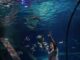 Attività educative a Gardaland SEA LIFE Aquarium per la settimana dedicata agli squali