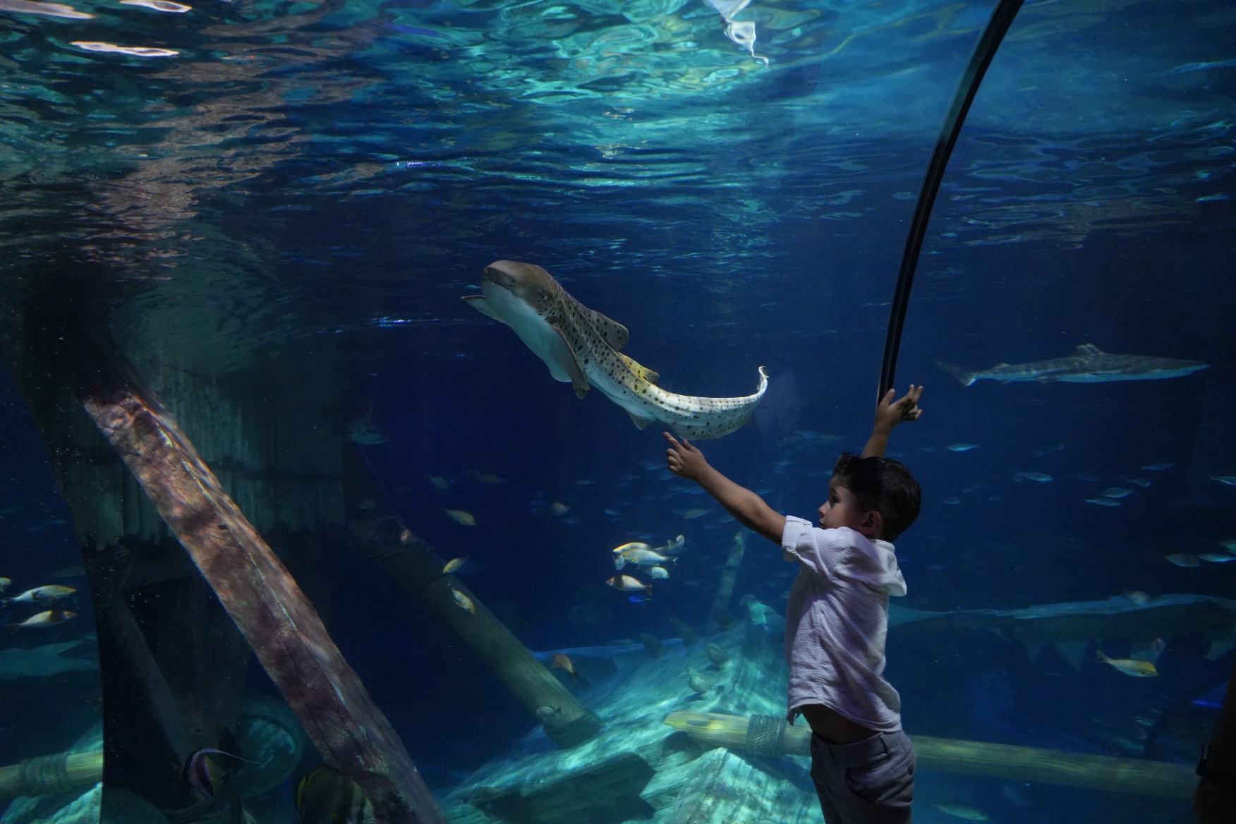 Un momento divulgativo a Gardaland SEA LIFE Aquarium durante la shark week