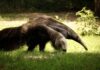 Inaugurato al Parco Natura Viva il nuovo Pantanal con formichieri giganti, tapiri e nandù
