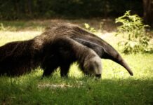 NaturaViva Pantanal formichiere 2 dimensioni grandi