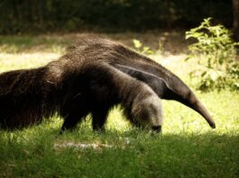 Inaugurato al Parco Natura Viva il nuovo Pantanal con formichieri giganti, tapiri e nandù NaturaViva Pantanal formichiere 2 dimensioni grandi