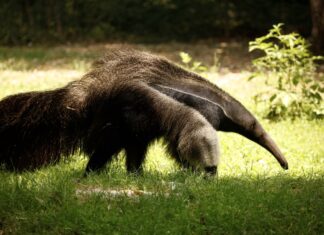NaturaViva Pantanal formichiere 2 dimensioni grandi