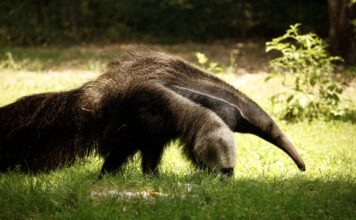NaturaViva Pantanal formichiere 2 dimensioni grandi