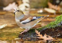Autunno 64 2