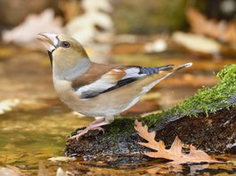 Autunno 64 2