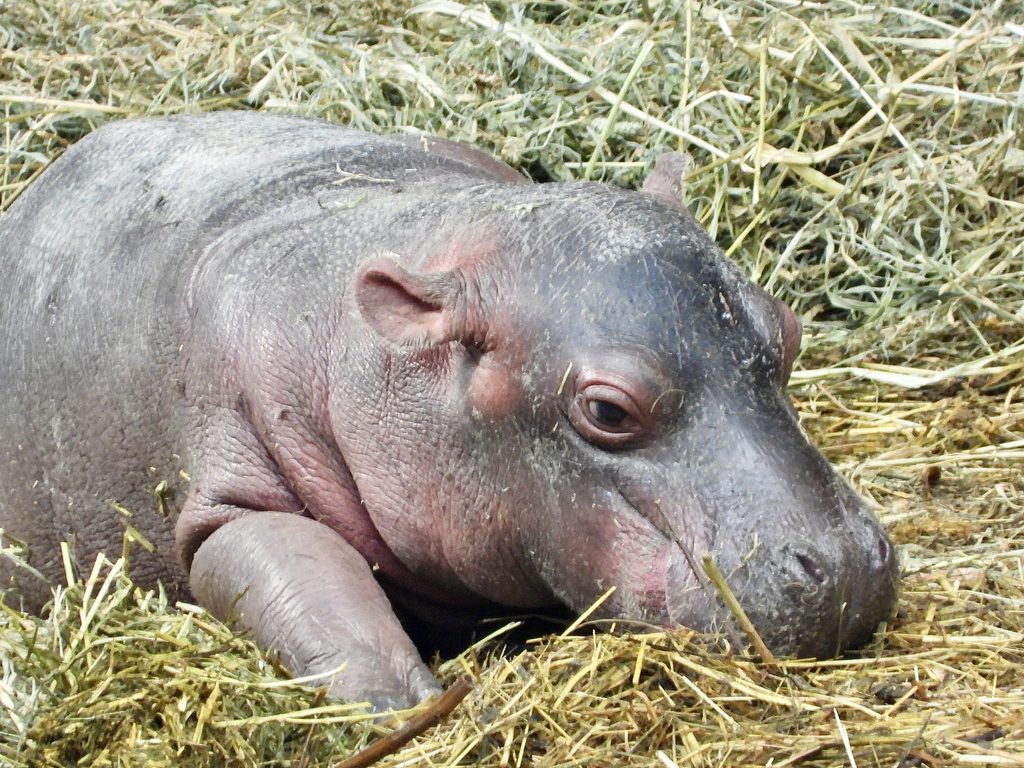 Il piccolo ippopotamo al parco Natura Viva con la sua mamma Camilla 1