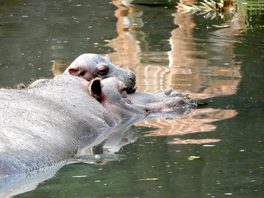 Il piccolo ippopotamo al parco Natura Viva con la sua mamma Camilla 2 2