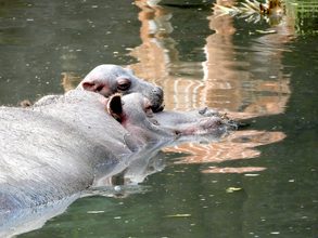 Il piccolo ippopotamo al parco Natura Viva con la sua mamma Camilla 2 2