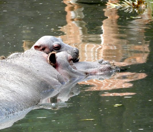 Il piccolo ippopotamo al parco Natura Viva con la sua mamma Camilla 2 2
