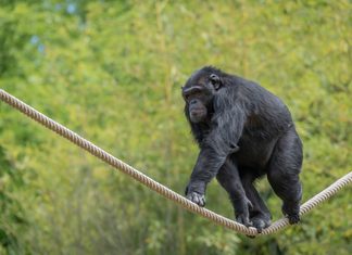 Scimpanze al parco Natura Viva ph Claudio Filisetti
