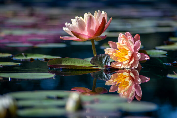 Ninfee rosa in un laghetto del Parco Giardino Sigurtà