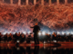 Immagine di Symphony of Unity all'Arena di Verona, l'orchestra del Tomorrowland debutta in Italia