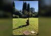 Concesio, alla Collezione Paolo VI due mostre fino al 19 dicembre Scultura in un prato con alberi dietro