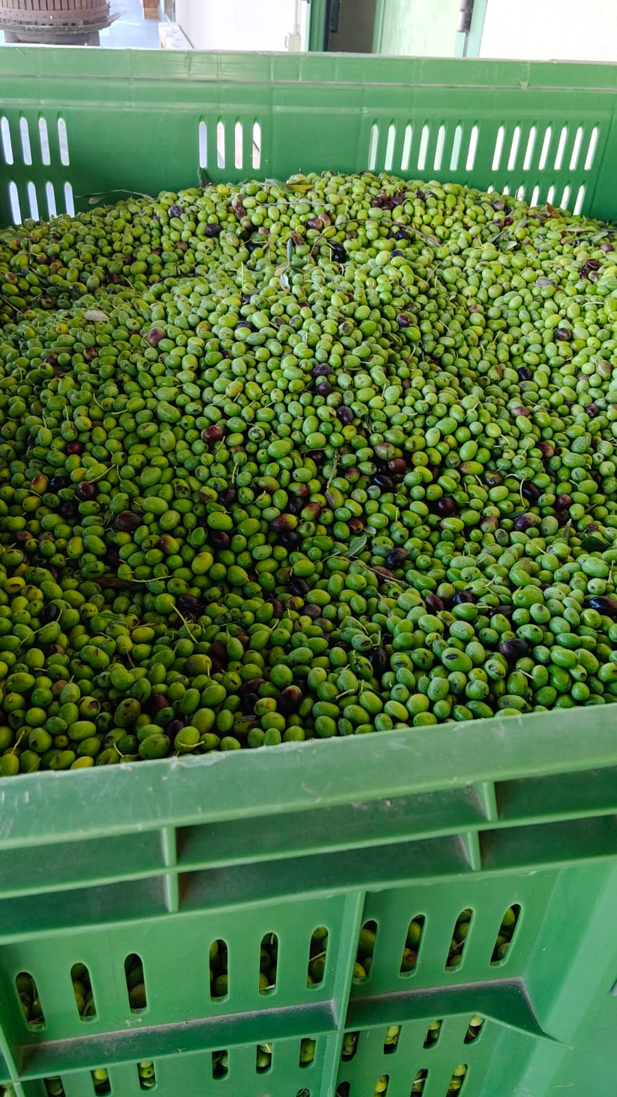 Un cesto pieno di olive nel frantoio di San Felice del Benaco