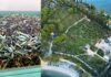 Raccolta delle olive sul Garda al via a San Felice del Benaco: annata tra le migliori degli ultimi anni Aereo sopra il frantoio di San Felice del Benaco con piante di olive e frutti in ottime condizioni