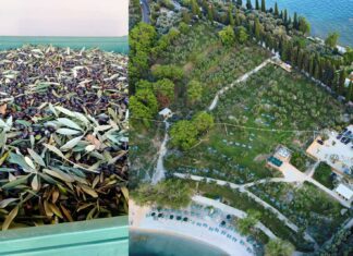 Aereo sopra il frantoio di San Felice del Benaco con piante di olive e frutti in ottime condizioni
