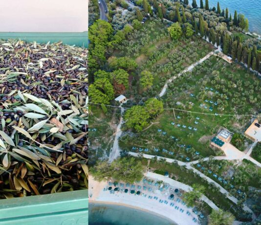 Aereo sopra il frantoio di San Felice del Benaco con piante di olive e frutti in ottime condizioni
