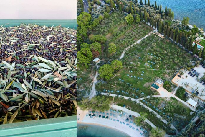 Aereo sopra il frantoio di San Felice del Benaco con piante di olive e frutti in ottime condizioni