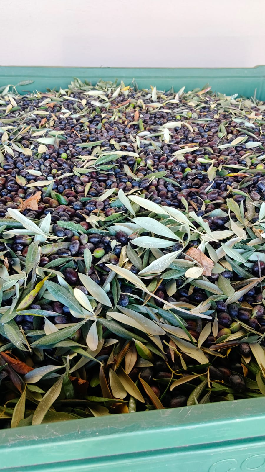 Contenuto di un cesto con olive e foglie nel frantoio di San Felice del Benaco