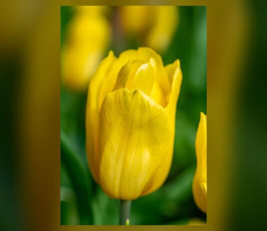 Un tulipano rosa e bianco fiorito al Parco Giardino Sigurtà di Valeggio sul Mincio