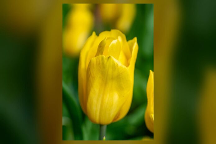 Un tulipano rosa e bianco fiorito al Parco Giardino Sigurtà di Valeggio sul Mincio